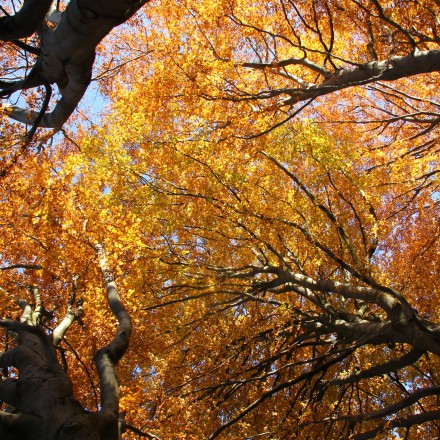 Herfstkleuren