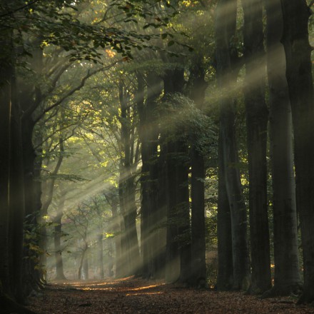 Zonneharpen op Zoomland