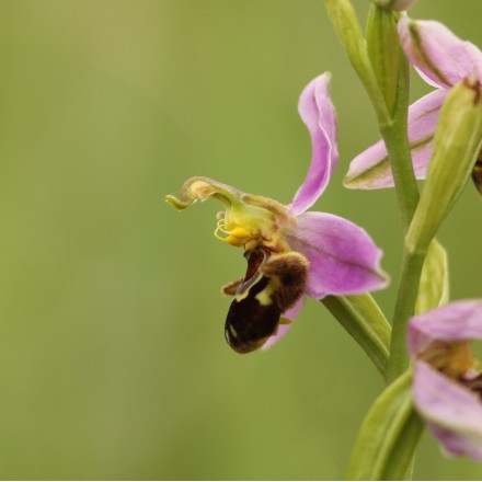 Bijenorchis