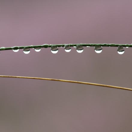 Dauwdruppels op de heide