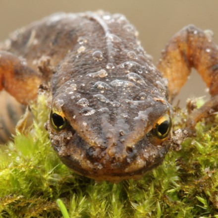 Kleine watersalamander