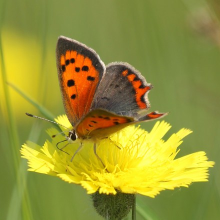 Kleine vuurvlinder