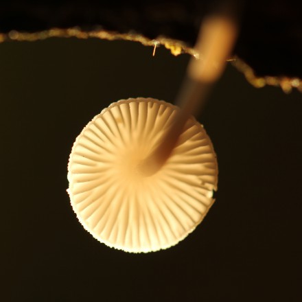 Mycena