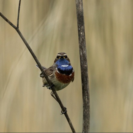 Blauwborst