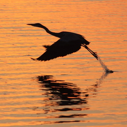 Blauwe reiger