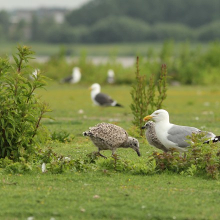 Broedkolonie Zilver- en Kleine mantelmeeuw