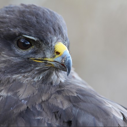 Buizerd