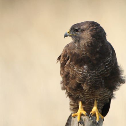 Buizerd