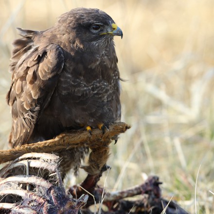 Buizerd op kadaver van een Ree