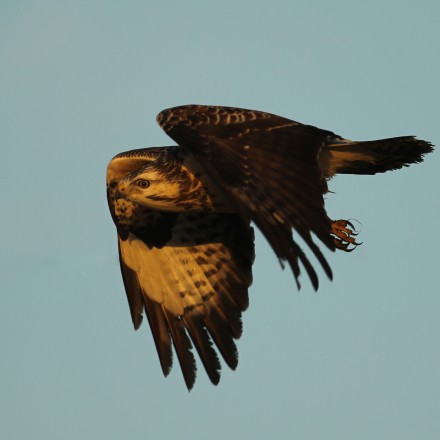 Buizerd