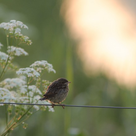 Jonge Roodborsttappuit