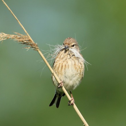 Kneu (vrouw) met nestmateriaal (hondenhaar)