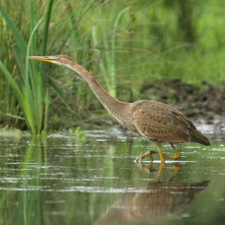 Purperreiger