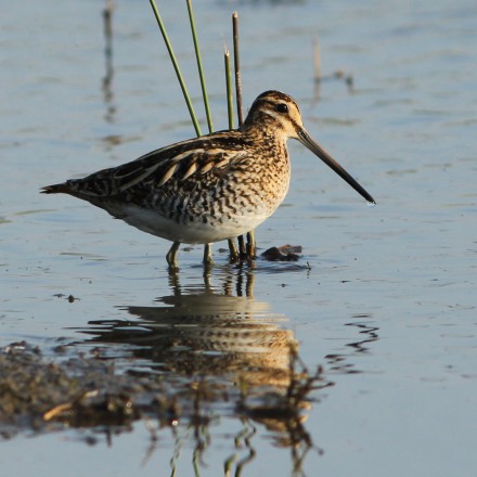 Watersnip