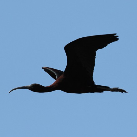 Zwarte ibis