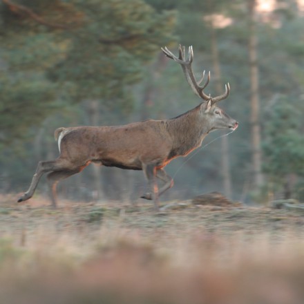 Bronstig Edelhert