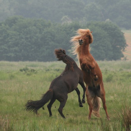 IJslandse paarden in het Markiezaat