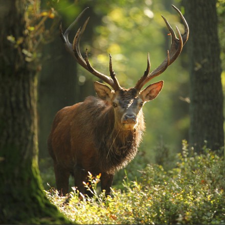 Edelhert in de bronst