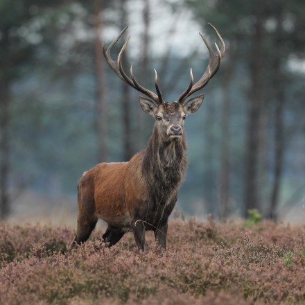 Jong edelhert tijdens de bronst