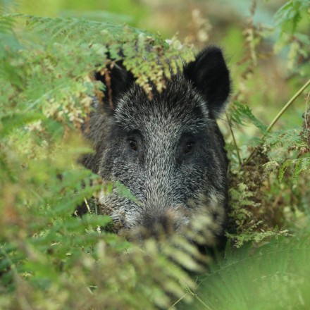 Wild zwijn